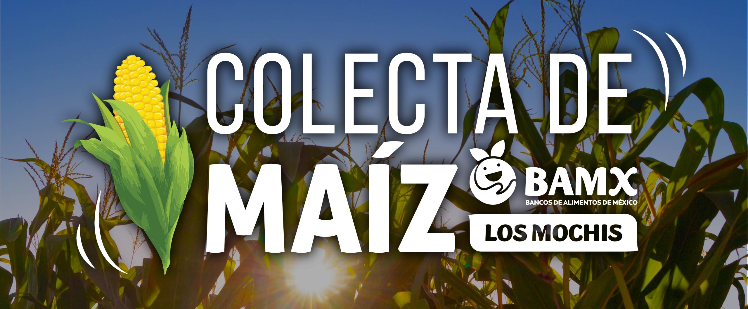 Colecta de Maíz 2026