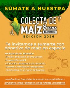 Campaña de maíz 2026, texto informativo